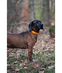 AVERY standartinė apykaklė – oranžinė – didelė