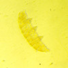 MAGUS Bio V350 Inverted Biological Microscope