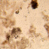 MAGUS Bio V350 Inverted Biological Microscope