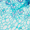 Bioloogiline mikroskoop MAGUS Bio 240T