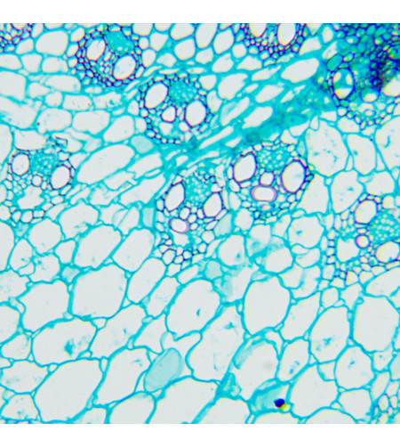 Bioloogiline mikroskoop MAGUS Bio 240T