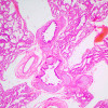 Bioloogiline mikroskoop MAGUS Bio 240T