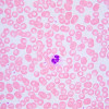 Bioloogiline mikroskoop MAGUS Bio 240T