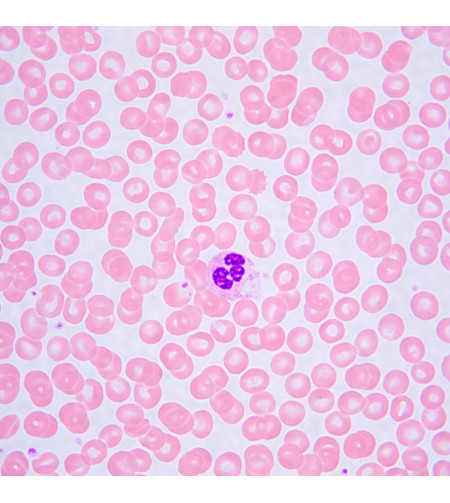 Bioloogiline mikroskoop MAGUS Bio 240T