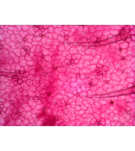 Набор готовых микропрепаратов Levenhuk N18 NG Биология и Зоология