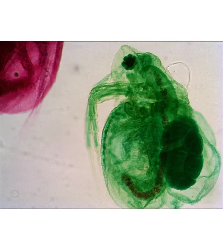 Набор готовых микропрепаратов Levenhuk N18 NG Биология и Зоология