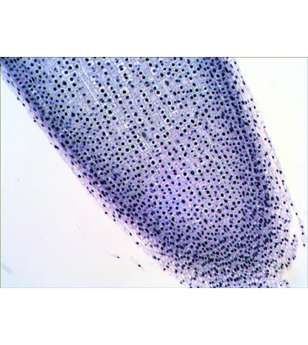 Paruoštų mikropreparatų rinkinys Levenhuk N20 NG