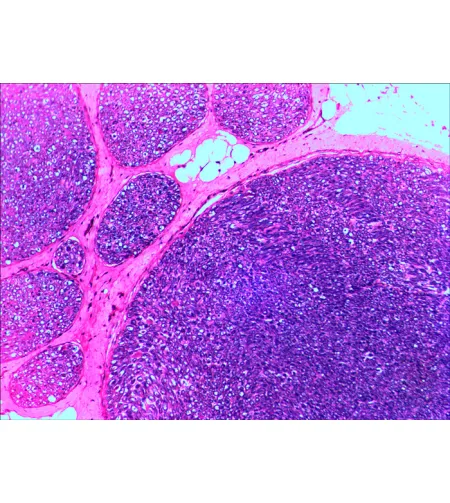 Paruoštų mikropreparatų rinkinys Levenhuk N20 NG