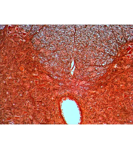 Paruoštų mikropreparatų rinkinys Levenhuk N20 NG