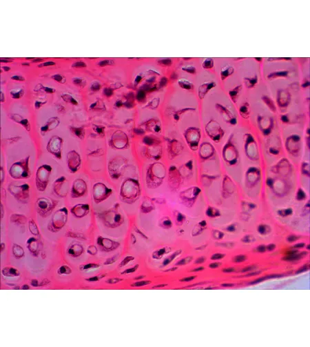 Paruoštų mikropreparatų rinkinys Levenhuk N20 NG