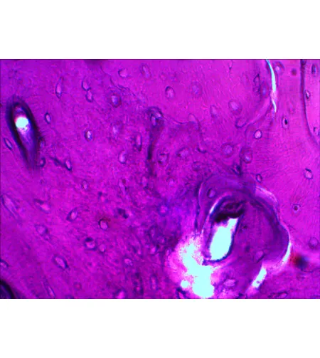 Paruoštų mikropreparatų rinkinys Levenhuk N20 NG