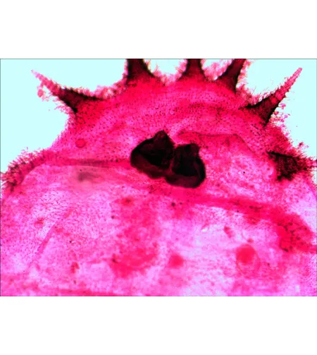 Paruoštų mikropreparatų rinkinys Levenhuk N20 NG