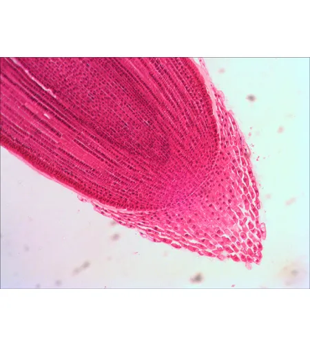Набор готовых микропрепаратов Levenhuk N38 NG