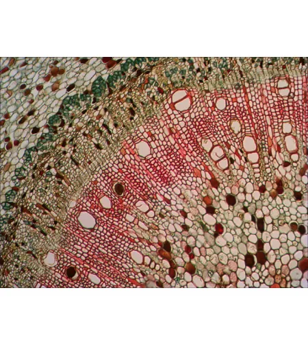 Набор готовых микропрепаратов Levenhuk N38 NG