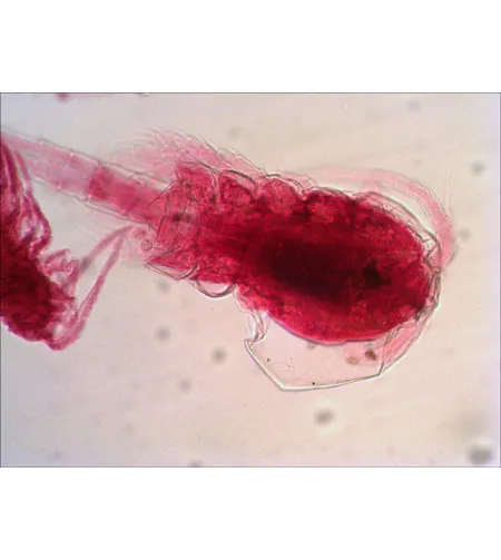 Набор готовых микропрепаратов Levenhuk N38 NG