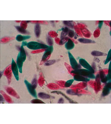 Набор готовых микропрепаратов Levenhuk N38 NG