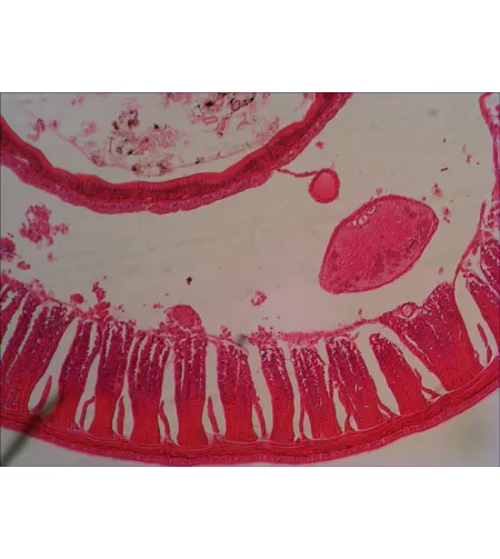 Набор готовых микропрепаратов Levenhuk N38 NG