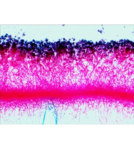 Набор готовых микропрепаратов Levenhuk N38 NG