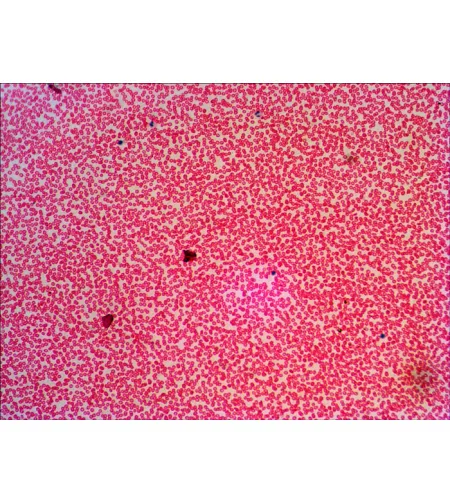 Набор готовых микропрепаратов Levenhuk N38 NG