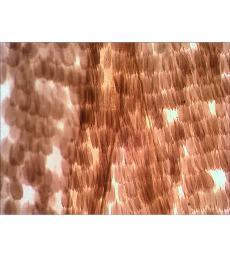 Набор готовых микропрепаратов Levenhuk N10 NG