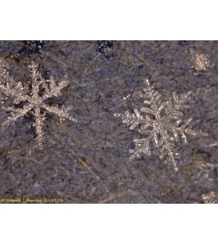 Skaitmeninis mikroskopas Levenhuk DTX 500 LCD