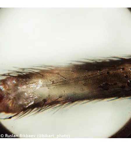 Mикроскоп Levenhuk Rainbow 50L PLUS Lime 64x–1280x с экспериментальным комплектом К50