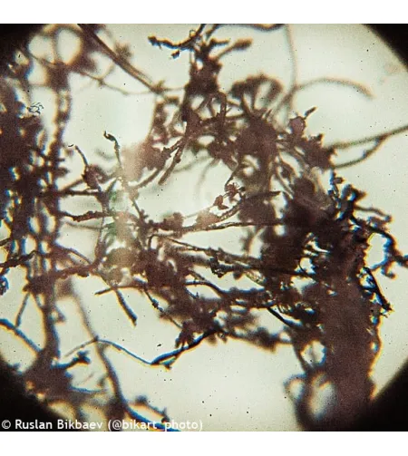 Levenhuk D50L PLUS 2.5M Mikroskops ar digitālo kameru Baltā Krāsā