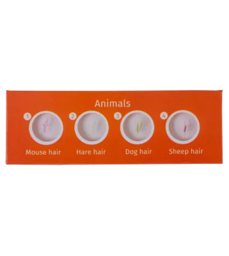 Набор микропрепаратов Levenhuk LabZZ C12, существа