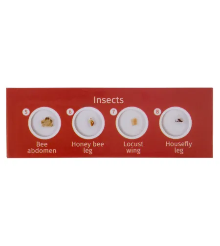 Набор микропрепаратов Levenhuk LabZZ C12, существа