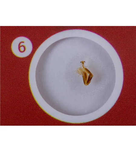 Набор микропрепаратов Levenhuk LabZZ C12, существа