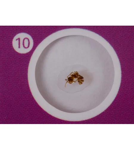 Набор микропрепаратов Levenhuk LabZZ C12, существа