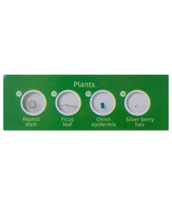 Набор микропрепаратов Levenhuk LabZZ P12, растения