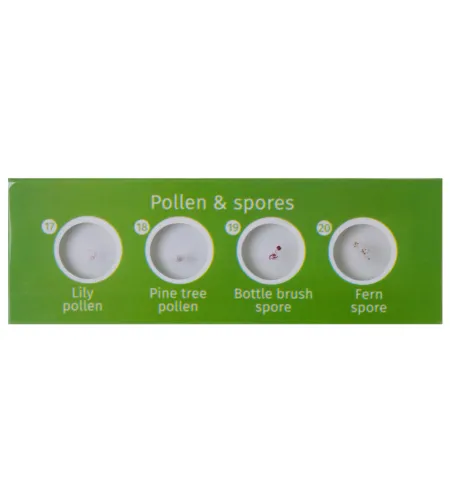 Набор микропрепаратов Levenhuk LabZZ P12, растения