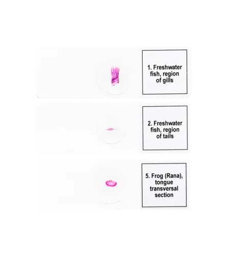 Набор микропрепаратов Discovery Prof DPS 5. «Амфибия»
