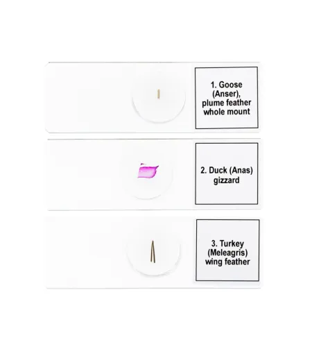 Набор микропрепаратов Discovery Prof DPS 5. «Птицы»