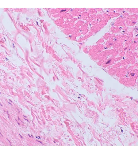 MAGUS Bio 250BL biologinis mikroskopas