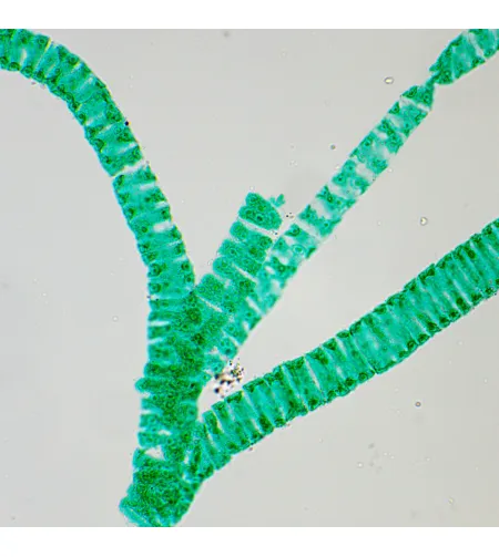 MAGUS Bio 250T biologinis mikroskopas