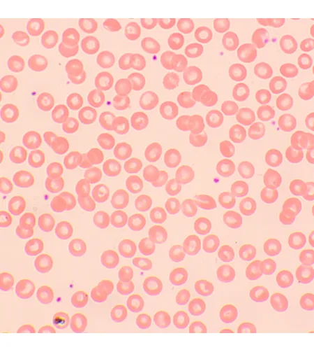 MAGUS Bio 250TL biologinis mikroskopas