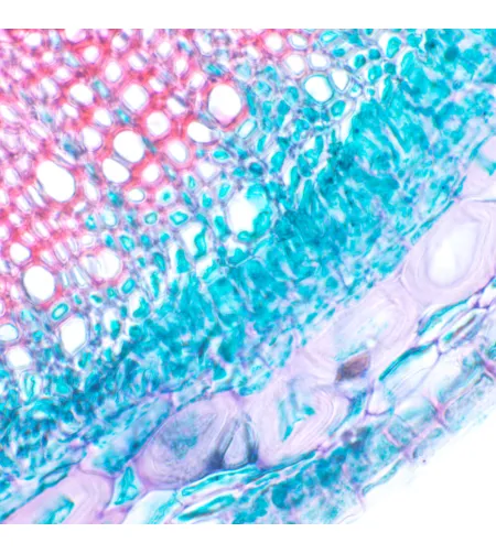 MAGUS Bio 230B biologinis mikroskopas