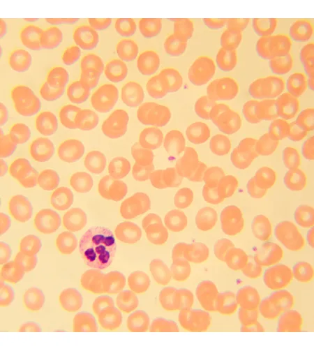 MAGUS Bio 230B biologinis mikroskopas