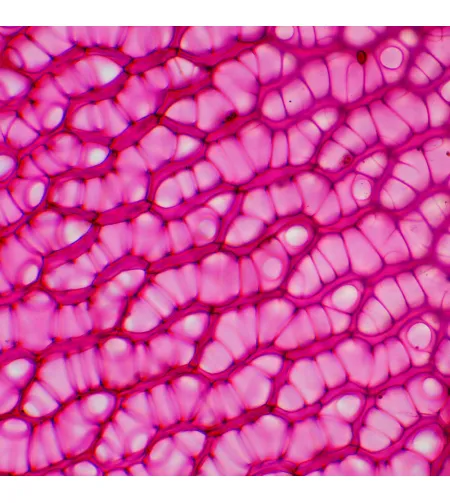 MAGUS Bio 230BL Biological Microscope