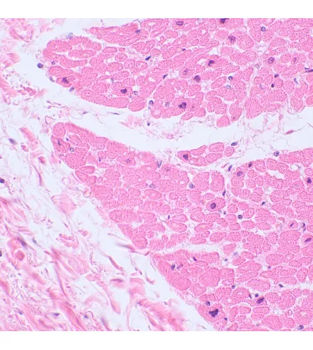 MAGUS Bio 230TL biologinis mikroskopas