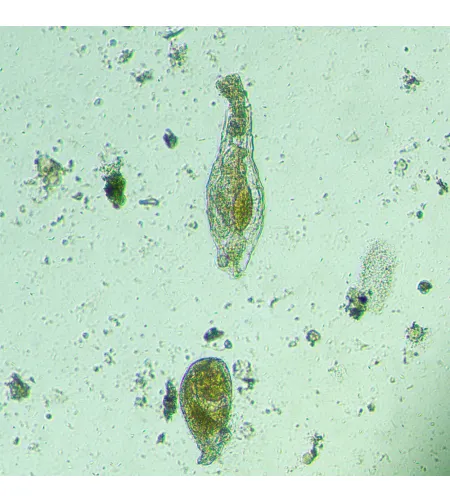 MAGUS Bio V300 apverstas biologinis mikroskopas