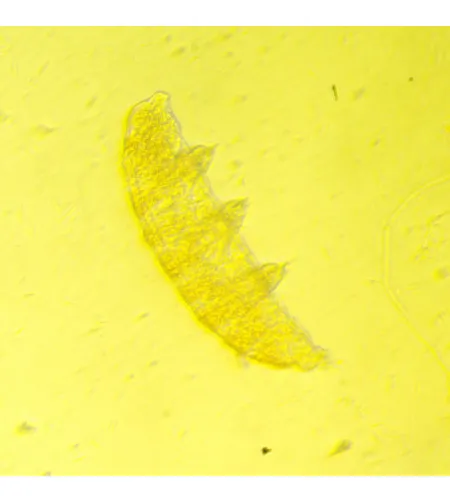 MAGUS Bio V350 apverstas invertuotas biologinis mikroskopas