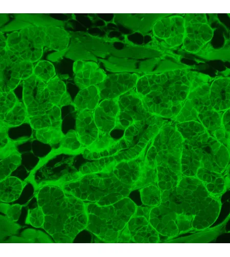 MAGUS Lum V500L fluorescencinis atvirkštinis mikroskopas