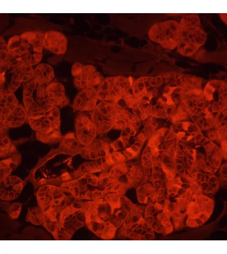 MAGUS Lum V500L fluorescencinis atvirkštinis mikroskopas