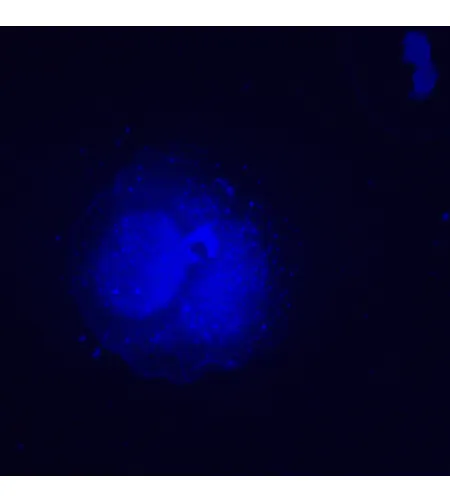 MAGUS Lum V500L fluorescencinis atvirkštinis mikroskopas