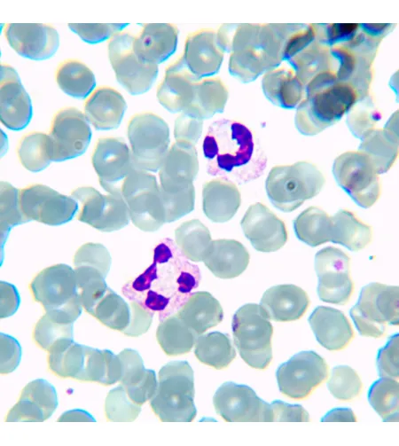 MAGUS Bio D230TL LCD biologinis skaitmeninis mikroskopas