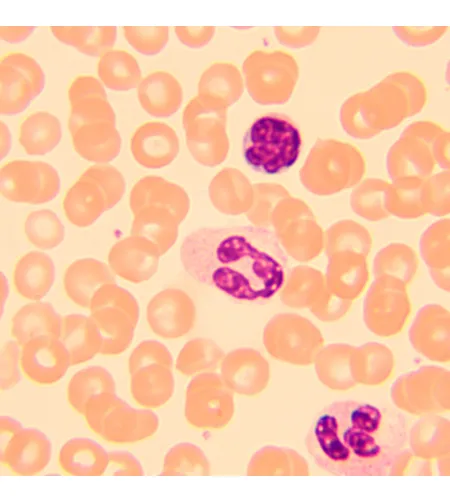 Biologinis skaitmeninis mikroskopas MAGUS Bio D250T