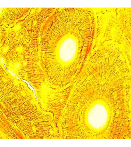 Biologinis skaitmeninis mikroskopas MAGUS Bio D250T